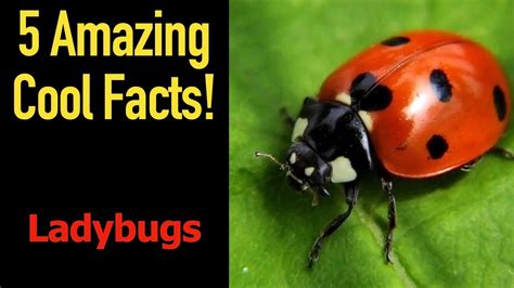 5 Fascinating Facts About Ladybugs Youtube