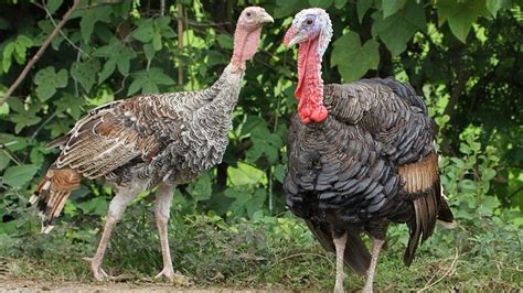 how long do wild turkeys live outdoor discovery