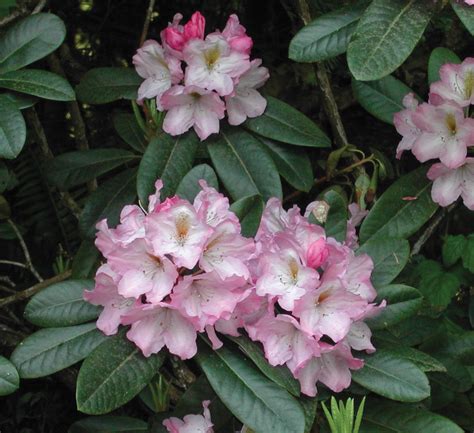 Photo 9095 Rhododendron Lavender Princess Plant Lust