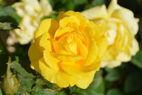 A bouquet of orange flowers is a floral tribute that is always appreciated for birthdays or anniversaries. History and Meaning of Yellow Roses | Flower Glossary
