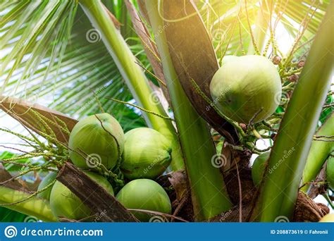 Bunch Of Coconut On Coconut Tree Tropical Fruit Palm Tree With Green