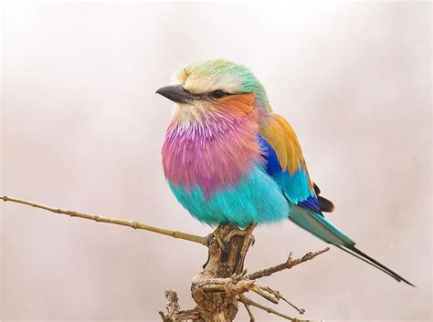 Alexander Koenders Its All Lila Pet Birds Lilac Breasted Roller