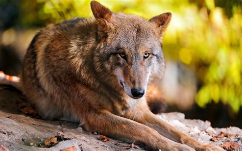 Check out this fantastic collection of wolf desktop wallpapers, with 59 wolf desktop background a collection of the top 59 wolf desktop wallpapers and backgrounds available for download for free. 49+ Free Wolf Wallpapers for Desktop on WallpaperSafari