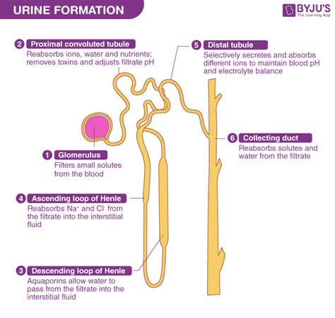 Filtration In Urinary System