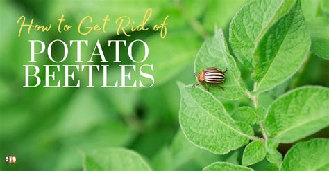 How To Get Rid Of Potato Beetles Without Pesticides The Kitchen Garten