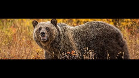 Court Battle Delisting The Yellowstone Grizzly Bear Youtube
