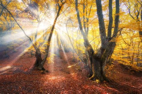 Magical Autumn Forest With Sun Rays Stock Photo Image Of Magic Misty