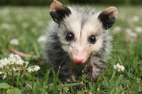 I Found A Baby Opossum Dfw Wildlife Organization