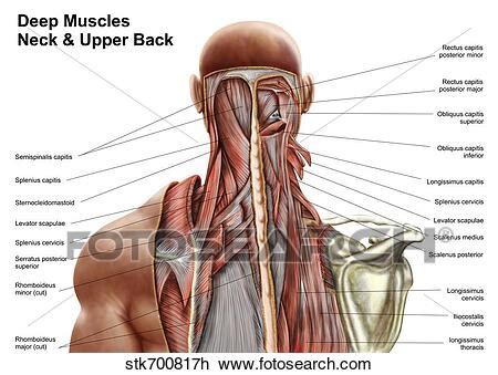 Anatomical principles underlying cranial nerve lesions; Clip Art of Human anatomy showing deep muscles in the neck ...