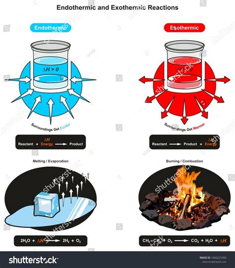 Endothermic And Exothermic Reactions Infographic Diagram Showing