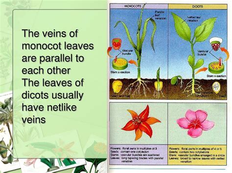 Ppt Flowering Plants Monocot Versus Dicots Powerpoint Presentation