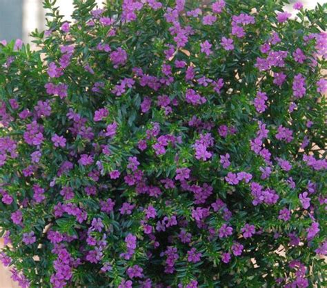 Cuphea Mexican Heather Our Plants Kaw Valley Greenhouses