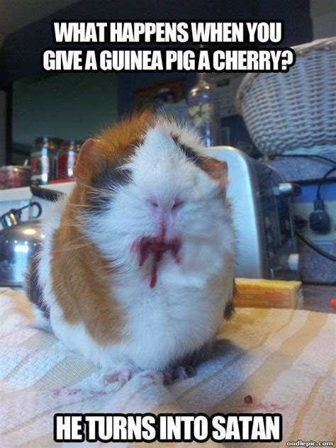 Killer Guinea Pig 10 Of The Most Shared Funny Pictures Weird Nut