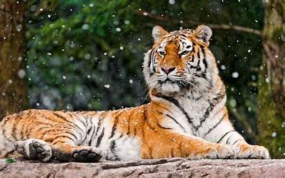 Tigress Siberian Elena 4k Hd 1440 Wallpapers