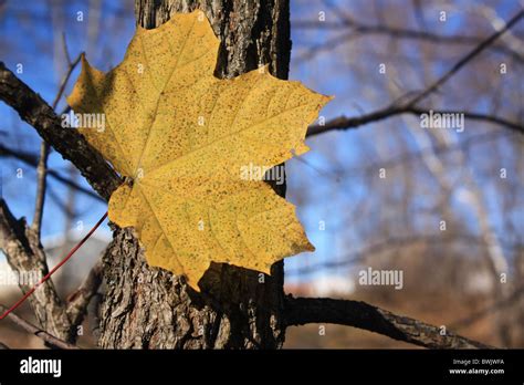 End Of Autumn Stock Photo Alamy