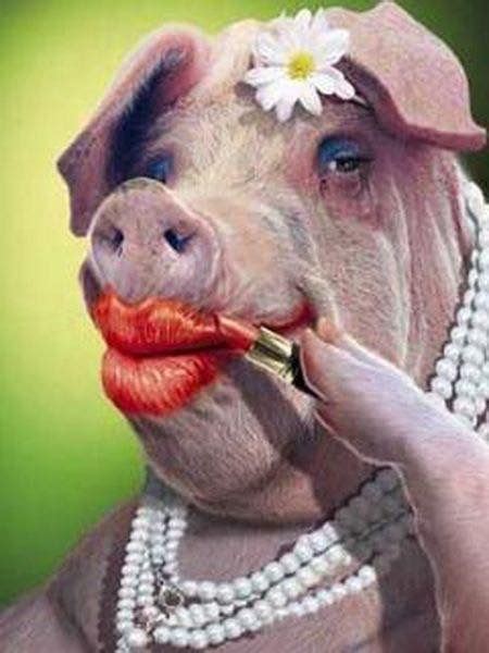 Pin By Gayela Bynum On Things That Make Me Smile Funny Pig Pictures