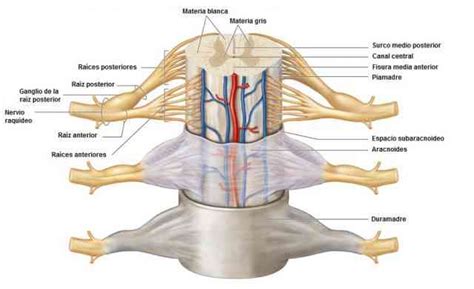 Partes De La Médula Espinal