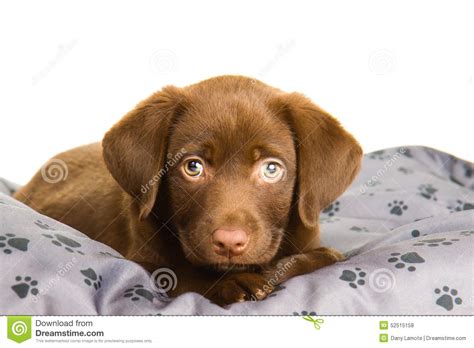 Interestingly enough, many breeders believe the gray tint appeared from outside labrador lineage. Cute chocolate brown labrador puppy dog on a grey pillow