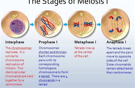 Meiosis Phases Of Meiosis Answer Key Waltery Learning Solution