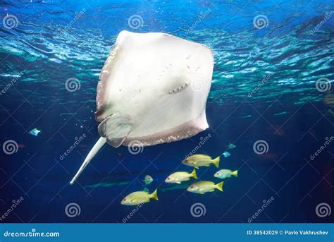Manta Ray Floating Underwater Stock Image Image Of Fish Nose 38542029