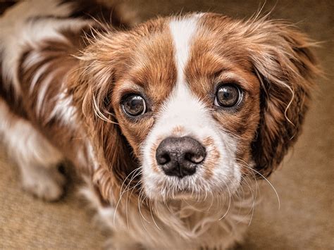 Did you scroll all this way to get facts about mastín napolitano? La Protectora A Madroa tiene casi 700 perros ¡adopta!