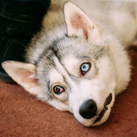 Young Gray And White Husky Dog With Multicolored Eyes Stock Photo