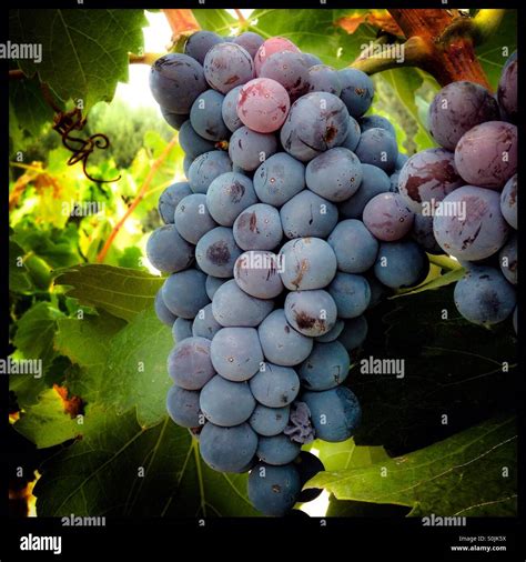 Garnacha Grapes Hi Res Stock Photography And Images Alamy