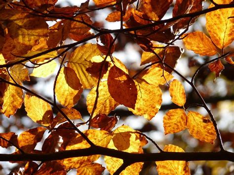 Autumn Leaves Of European Beech Free Image Download