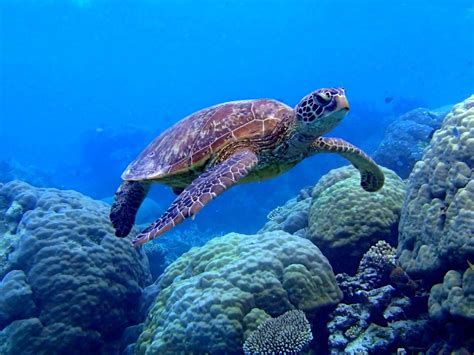 Sea Turtle Swimming Underwater Scene Coral Image Desktop Wallpaper Hd