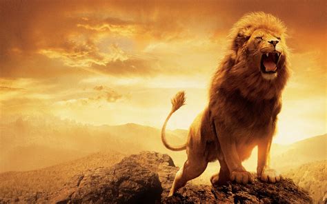 Lewis's the chronicles of narnia series. Narnia Aslan Wallpaper (68+ images)
