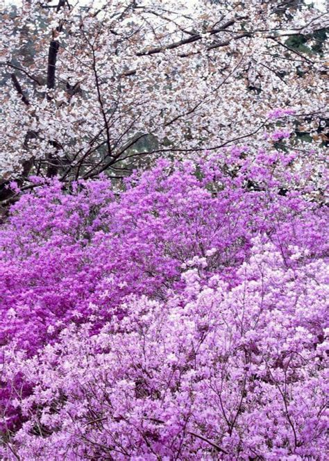 Sakura Purple Plants Plants Sakura