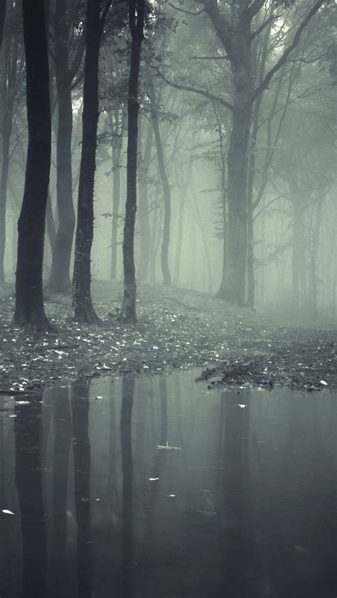 46 Creepy Forest Wallpaper Wallpapersafari