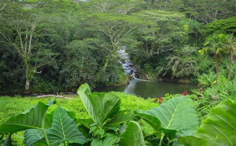 River Running Through Lush Green Tropical Forest Kauai Hawaii Usa