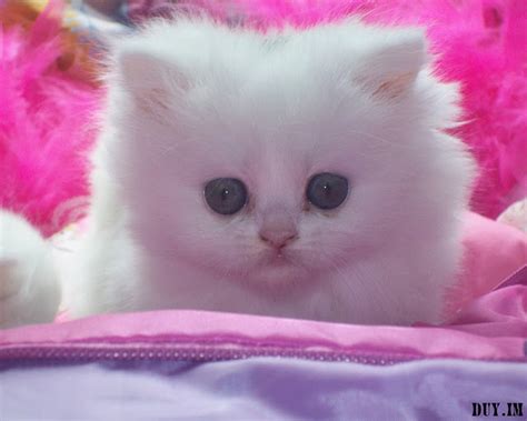 ABDULMUIN: Kucing yang Cute (34 gambar)