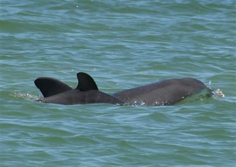 Listening To Sarasota Bay Dolphins Sarasota Dolphin Research Program