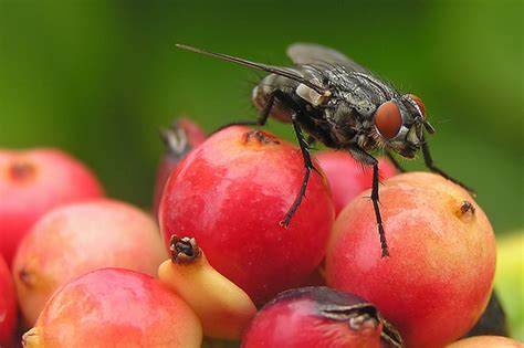 Flies are particularly common in food, especially food which has been traveling and prosessed: 5 Dangerous Diseases Spread by Flies | Online Pest Control