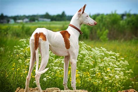 Long Nose Dog 15 Dog Breeds With Long Snouts With Pictures