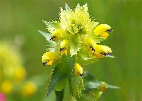 Yellow Rattle Seeds Plugs And Pots Turf Online