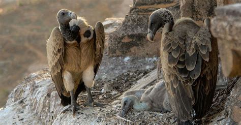 Long Billed Vulture Sahyadri Nisarga Mitra
