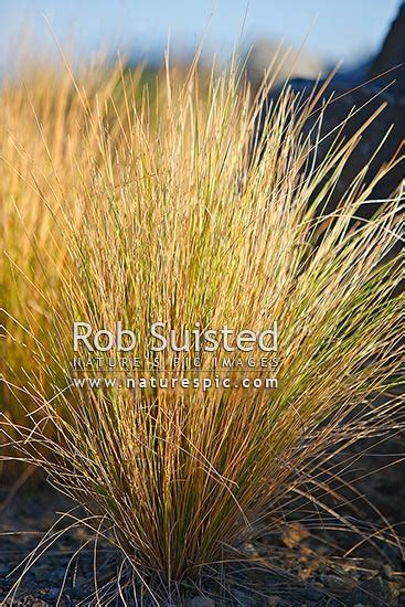 Native Silver Tussock Grasses Poa Cita New Zealand Nz Stock Photo