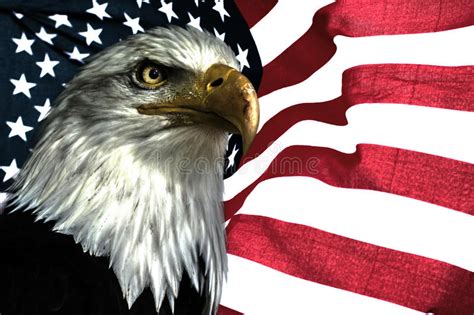 American Eagle With Flag Stock Image Image Of Force Portrait 1605949