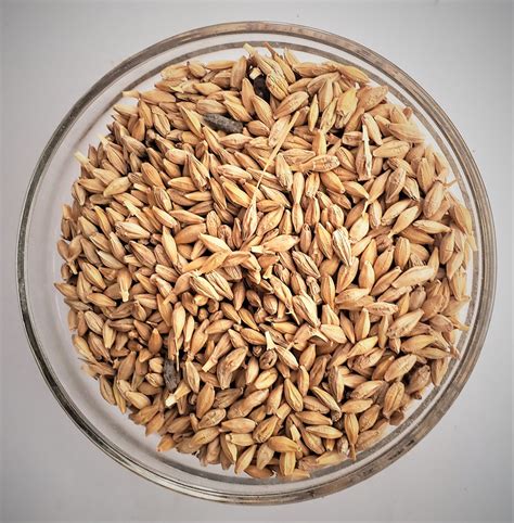 Barley Seed Og The Soil Makers