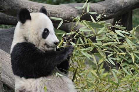 Young Panda Playing With His Bamboo Pandas Playing Panda Panda Bear