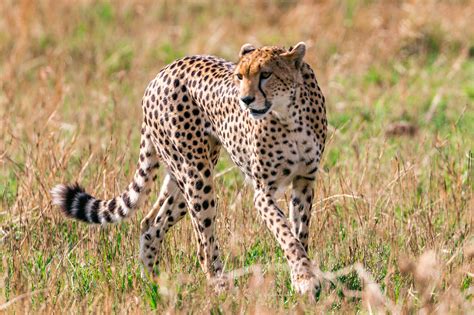 Get To Know Everything About The Magnificent Cheetah