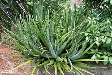 babosa aloe vera flores e folhagens