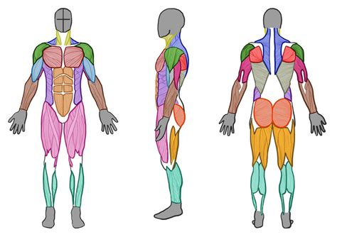 These 2 large muscles in the upper and middle of the back are the traps. Male Muscle Anatomy (Front, Side and Back) by ArtistSaif on DeviantArt