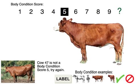 Body condition scoring is an important tool for livestock managers to optimize the production, feeding program and welfare of the animals they manage. Body Condition Score Beef Cows App Ranking and Store Data ...