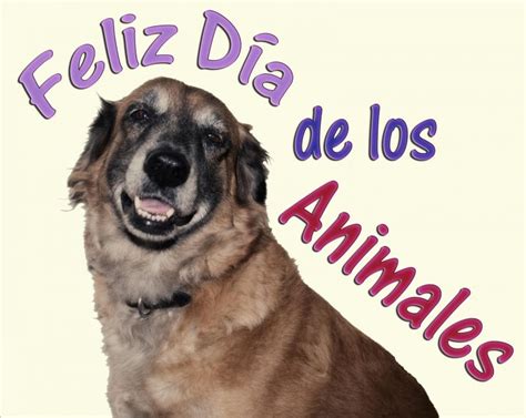 Comportamiento de la perra después del parto. Tarjetas del día del animal, 29 de abril