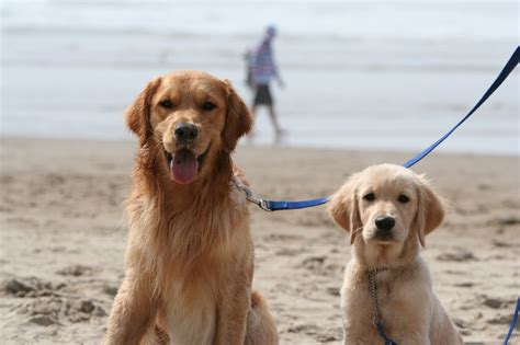 Being added to list does not obligate you to buy a puppy. About - Northwest Goldens, Breeder of Golden Retrievers