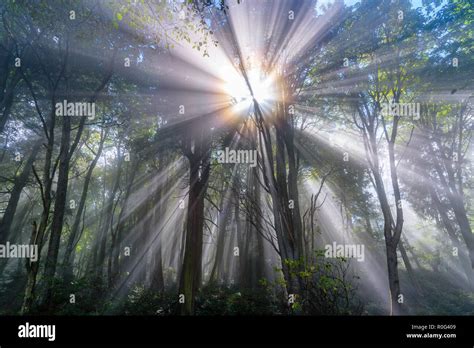 Beams Of Sunlight Pass Through The Trees Of The Pacific Northwest On A